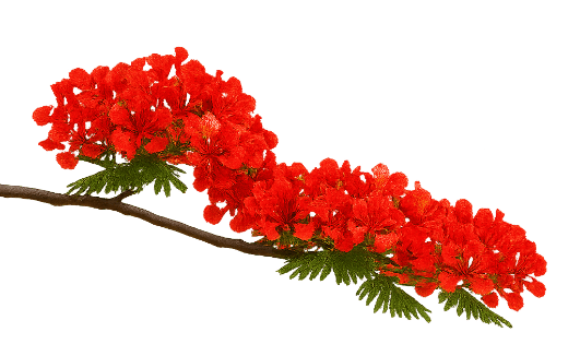 branche-flamboyant