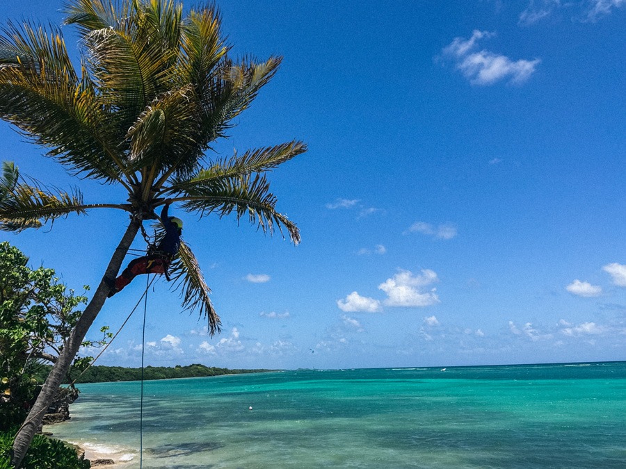 tibwa-guadeloupe-palmier
