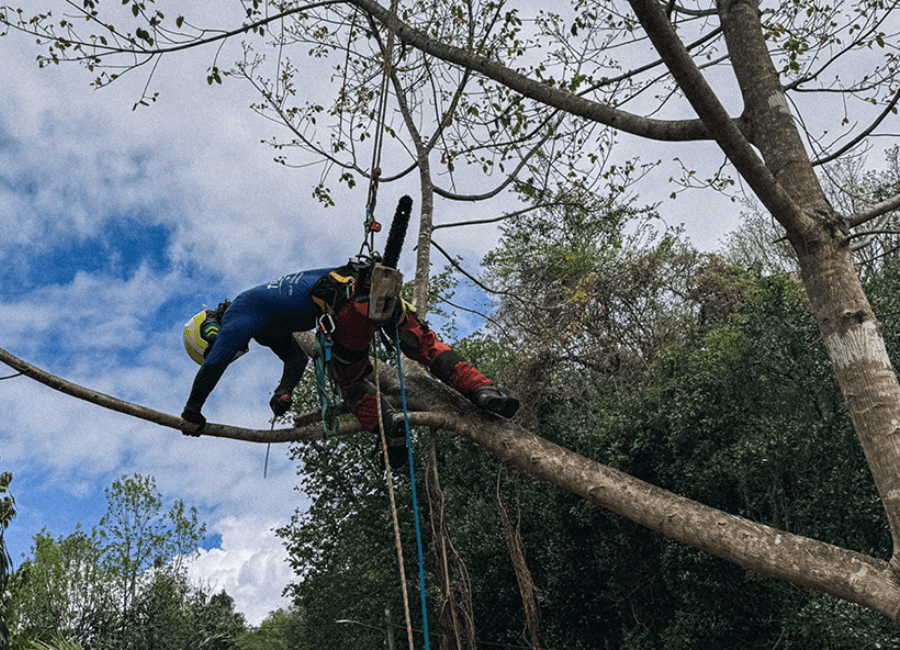 Tibwa-retention-arbre-guadeloupe